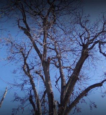 Diaz Tree Trimming Service