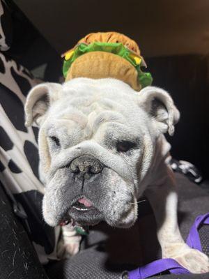 Le Chateau Pet Resort