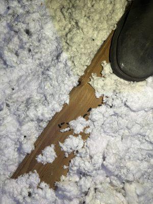 Plateau Pest Control