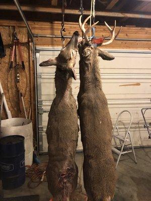 The deer that he processed very mature deer