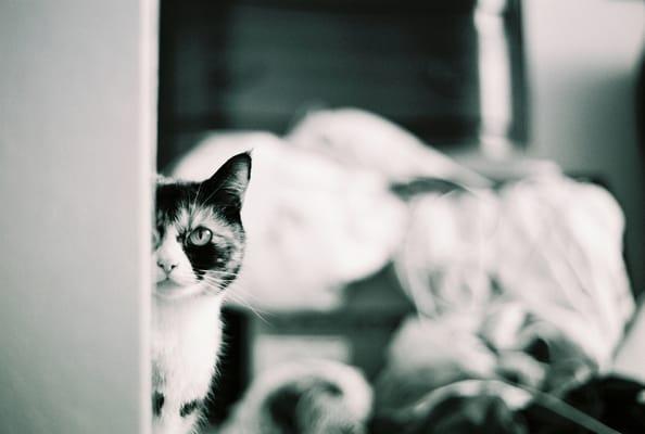 J.K. Wagner Design & Photography