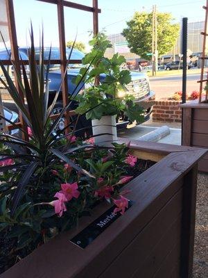 Baby wine grape pants!