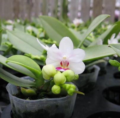 Mini Orchid - orchid flower delivery