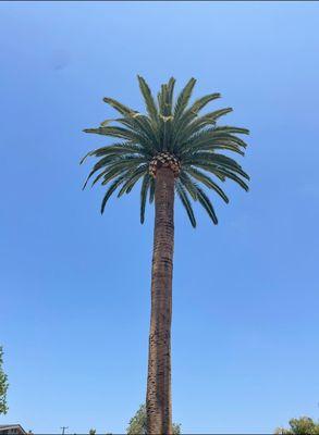 Independent Landscape