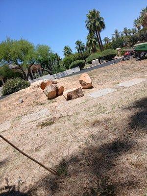 cutting of trees and palms