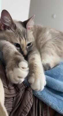 San Clemente-Dana Point Animal Shelter