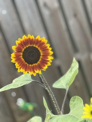 Chantell Prince Home Services