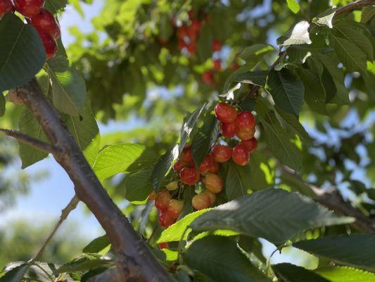 Stanley Family Farms