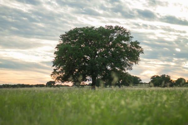 Andrew Wade, LMFT Associate