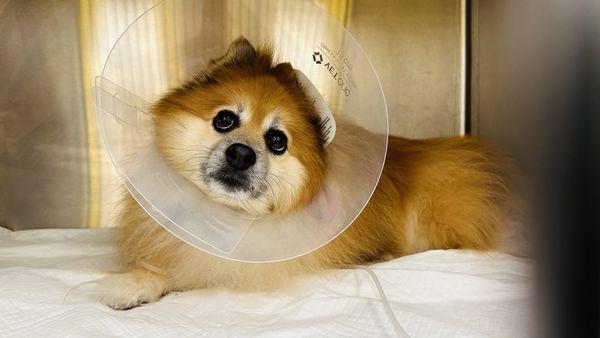 Aliso Viejo Animal Hospital