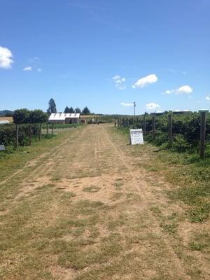 West Union Farmer's Market