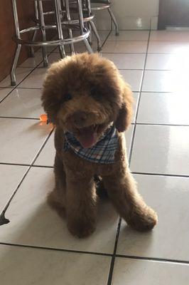 Doggie Dog's Pet Salon