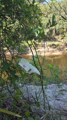 Little Big Econ State Forest