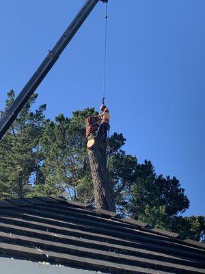 Tree removal