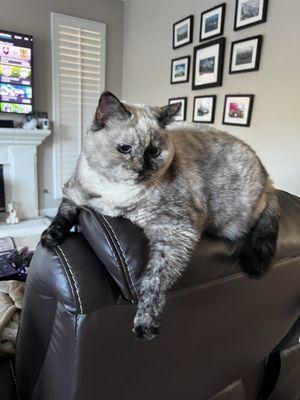 Aliso Viejo Purrfect Pet