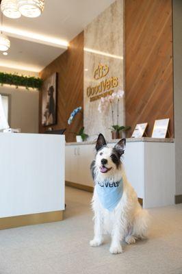 GoodVets - Hermosa Beach