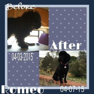 Puurfect Pooch Pet Care