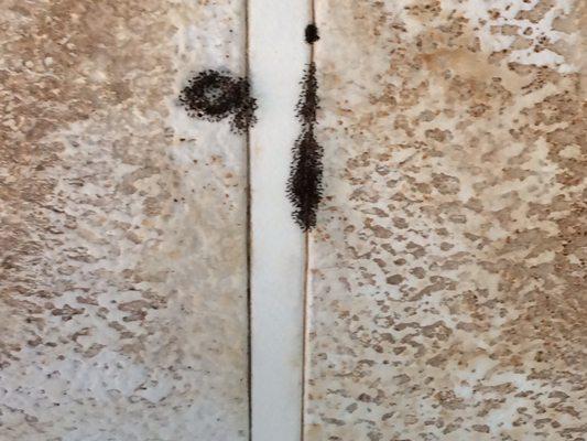 Black mold in trailer.