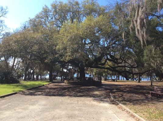 South Oak Tree Service