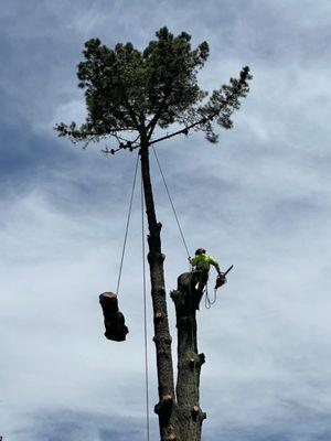 Southern Standard Tree Service