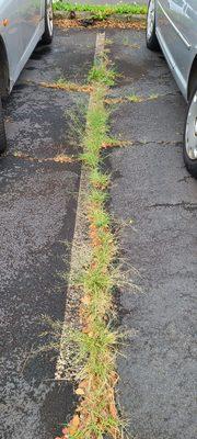 Nob Hill Assn of Owners