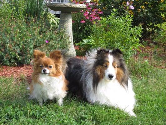 Doggity Dog World Pet Sitting