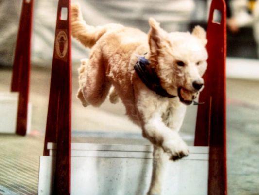 (Former) Ripley visited the Benefit for the Humane Society back in his days of Flyball racing with Rochester Fetch 'nFly. Ripley 2005-19