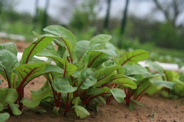 BA Angus and Agriculture