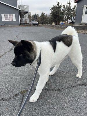 Wilco Farm Store - Redmond