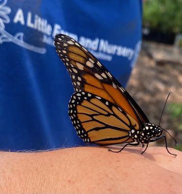 A Little Farm and Nursery