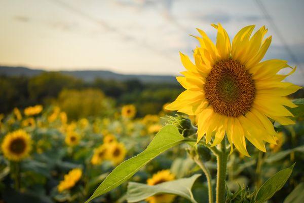 Fuhrmann Orchards