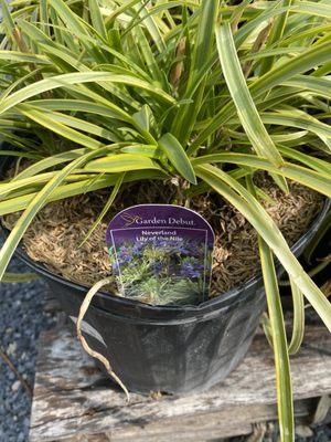 Lowe's Bayshore Nursery & Gifts