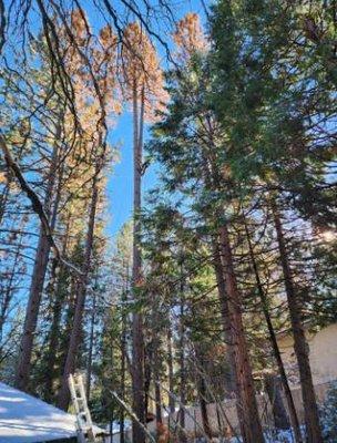 Precision Timberworks