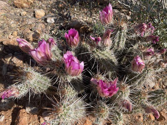 Honeybee Canyon Loop Trail
