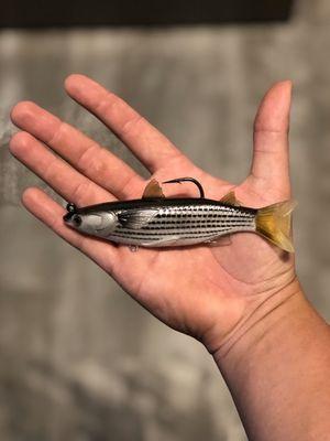 Captain Hooks Bait & Tackle