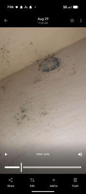 This is the mold we have. It was just sprayed on our allergies and asthma is really bad and the don't want to move us to another unit