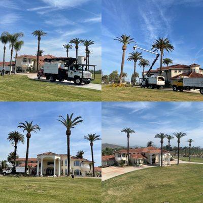 Central Valley Tree Service
