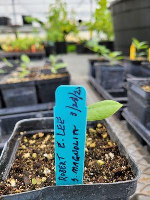 American Heritage Trees