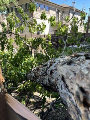 Clipper's Tree Service