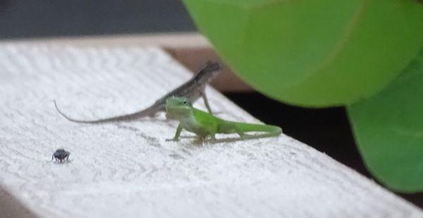 Signal Inn Beach & Racquetball Club