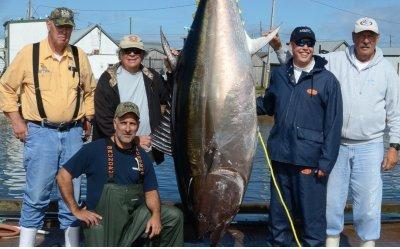 660 Lb. Giant Blue Fin