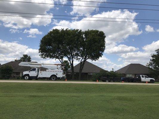 Lombard Tree Service