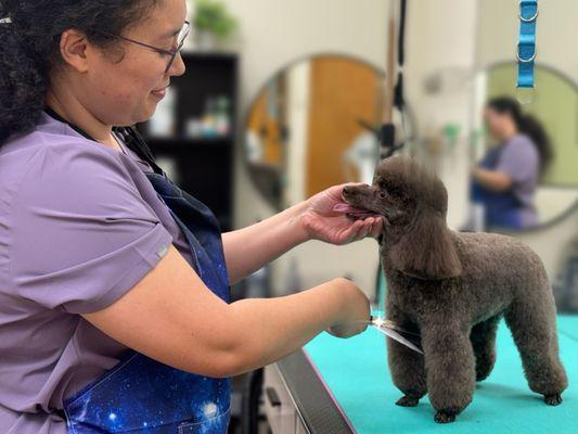 Kat the Groomer has 20 years of experience.