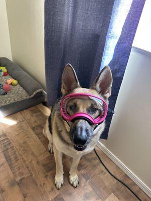 After a nice groom from Sue ready to take on the world with her handler.