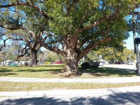 Vivien Skinner Grant Park