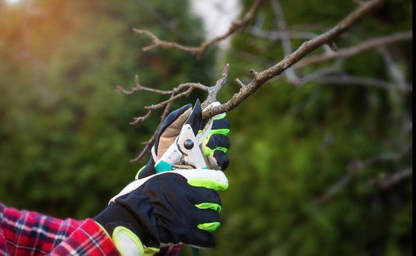 Bailey's Tree Service
