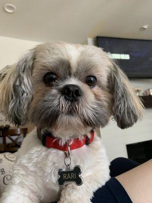 My shih tzu, Rari.