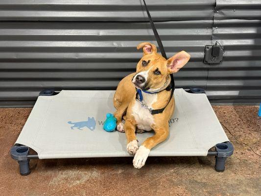 Who's Walking Who KC Dog Training