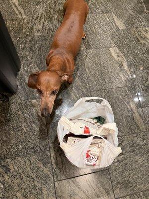 Charlie always wagging her tail when I come home with surprises from Sami.