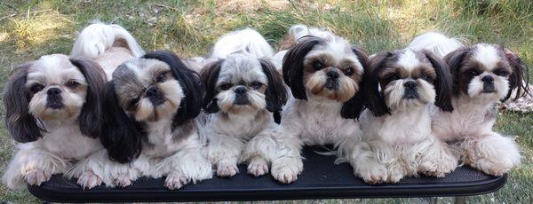 Sapphire Shih Tzu